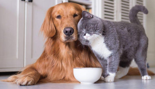 The Ultimate Guide to Keeping Your Pet Healthy and Happy